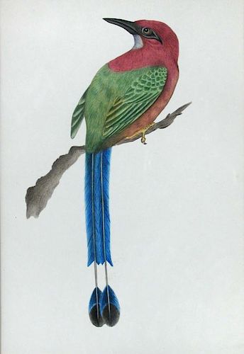 Indian School (19th/20th Century) Four ornothological studies including a Broad-Billed Motmot (Elect