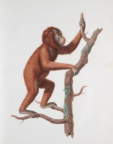 J.-B. Audebert Histoire naturelle des singes, peints d'après nature (und) Histoire naturelle (des singes et) des makis. Mit 63 Kupfertafeln, davon 61 