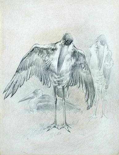 Charles Henry Clifford Baldwyn (British, 1859-1943) Studies of a Greater Adjutant Stork mantling pen