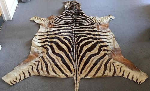 A zebra skin rug, the pelt removed from head to tail, the soft leather back with some patching 300 x