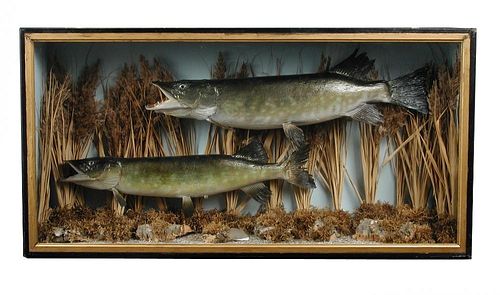 A brace of pike, mounted within a naturalistic setting to a flat-fronted case, together with another