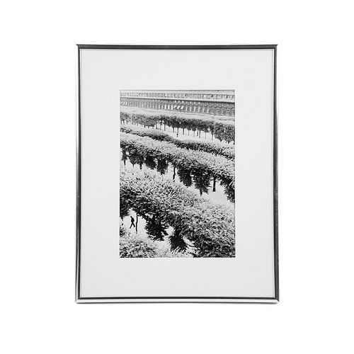 Henri Cartier-Bresson 'Line of Trees' Signed Photograph