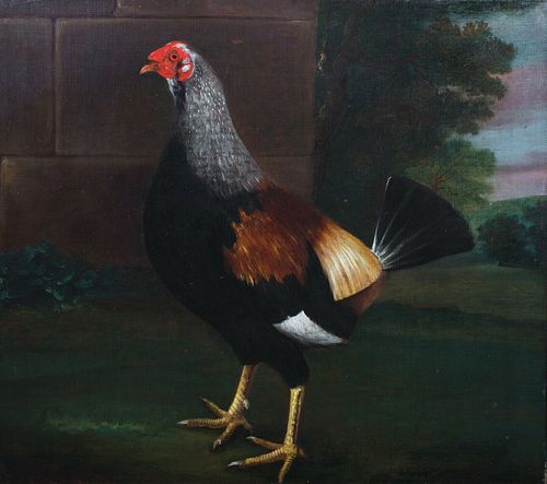 STUDY OF A COCKEREL OIL PAINTING