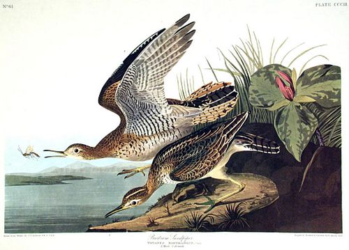 John James Audubon (After) - Bartram Sandpiper