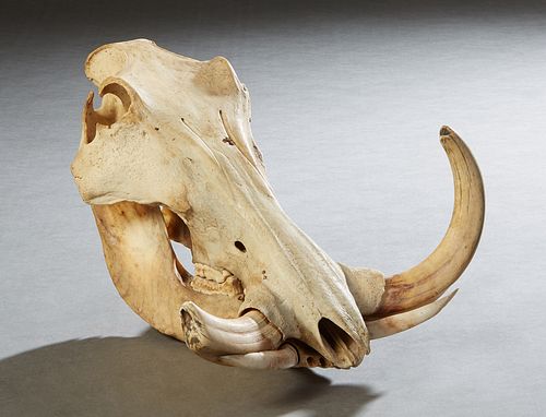 Large African Warthog Skull, 20th c., with three whole tusks, H.- 10 in., W.- 12 in., D.- 14 in.