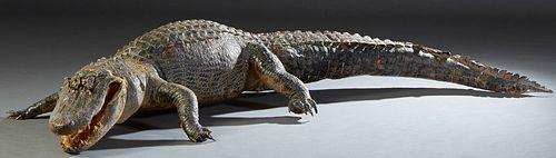 Large Taxidermied Alligator, 20th c., accompanied by a photograph of the hunter. H.- 19 in., W.- 819 in. (approx. 15 ft.), D.- 41 in.