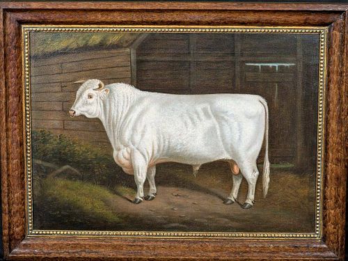 Shorthorn White Bull Barn Interior Oil Painting