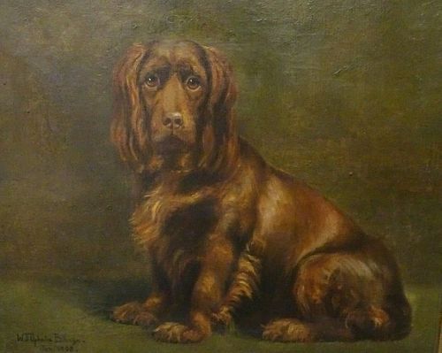 Fine Large 1908 English Brown Cocker Spaniel Dog