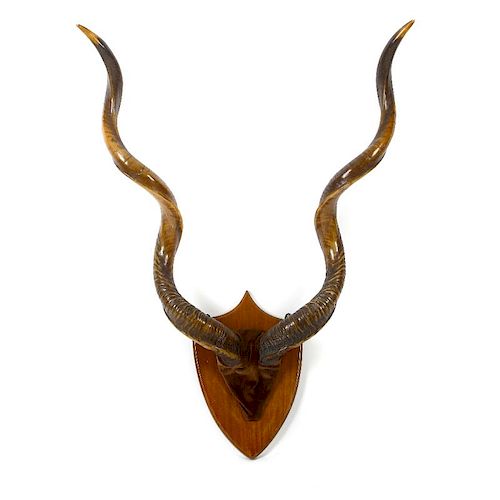 A pair of Kudu horns mounted on mahogany shield backing, each approximately 37.5 (95cm) long (base t
