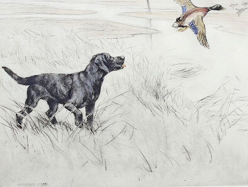 George Vernon Stokes (1873-1954) Limited edition coloured etching Black Labrador putting up ducks Pe
