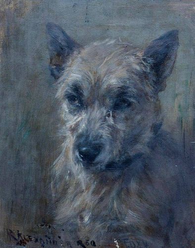 Portrait Of A Grey Terrier Dog "Foxy"