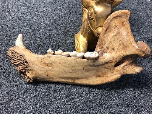 Ancient Large Bear Jaw