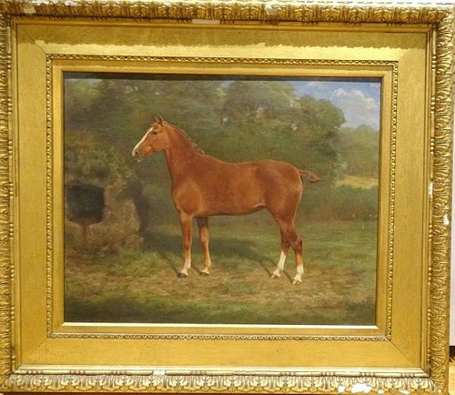Chestnut Hunter Horse Portrait
