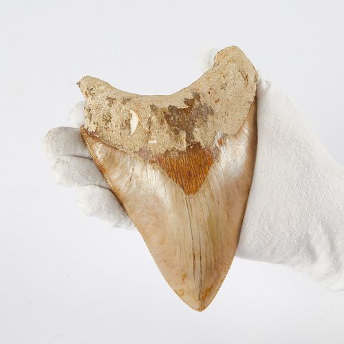 Megalodon Tooth w/ Curved Blade