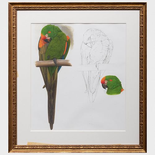 Elizabeth Butterworth (b. 1949): Red Cheeked Macaw