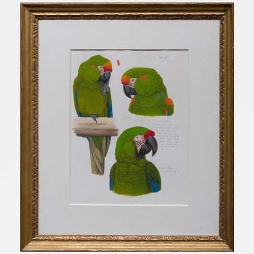 Elizabeth Butterworth (b. 1949): Sketches of a Red Cheeked Macaw and Military Macaw