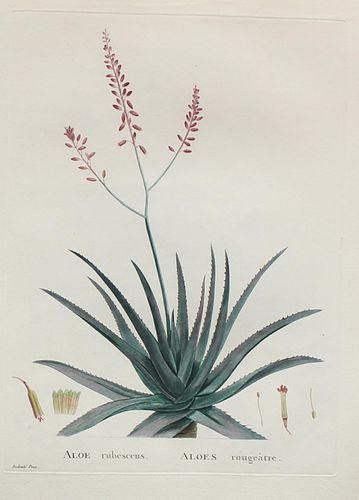 Pierre Joseph Redoute - Aloe rubescens
