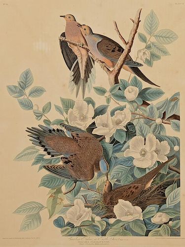 Audubon Havell Ed., Carolina Pigeon or Turtle Dove, Plate 17, First Edition