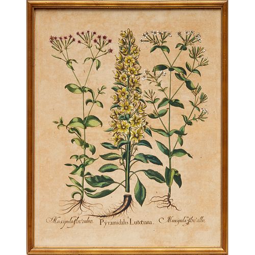 Basilius Besler, hand-colored botanical engraving