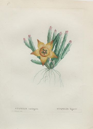 Pierre Joseph Redoute - Stapelia variegata