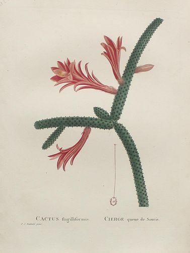 Pierre Joseph Redoute - Cactus flagilliformis