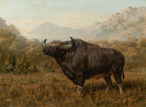 STUDY OF BIG BULL BISON OIL PAINTING