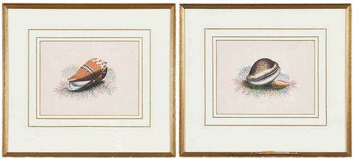 Two Conchological Engravings, Framed