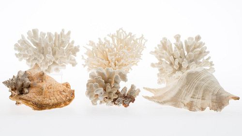4642613: Two Shells and Four Pieces of White Coral TF1SJ