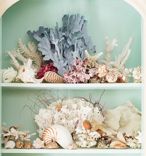 4368482: Group of Specimen Coral and Shells C8GAJ