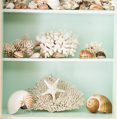 4368483: Group of Specimen Coral and Shells C8GAJ