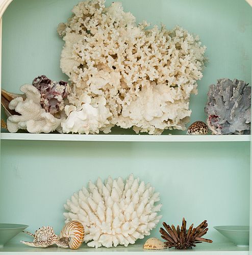 4368484: Group of Specimen Coral and Shells C8GAJ