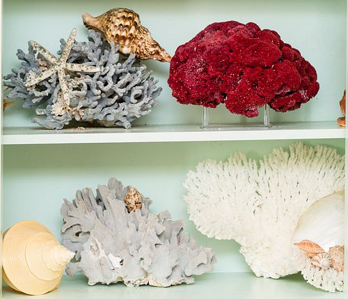 4368485: Group of Specimen Coral and Shells C8GAJ