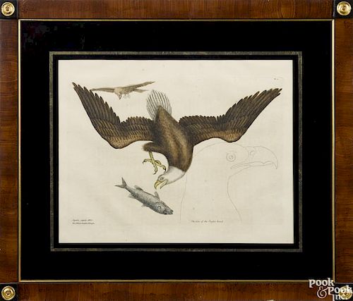 Mark Catesby, color engraving, titled The White Headed Eagle or Aquila Capite Albo, plate 1