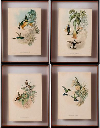 5394155: Four Gould and Richter Hummingbird Prints E7RDO