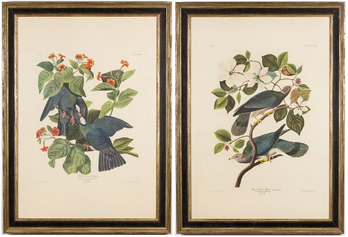 3984875: Two Prints After Audubon, White-Crowned Pigeon
 and Band-Tailed Pigeon, 20th Century E6RDO
