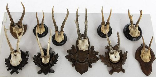 10 Mounted Antlers