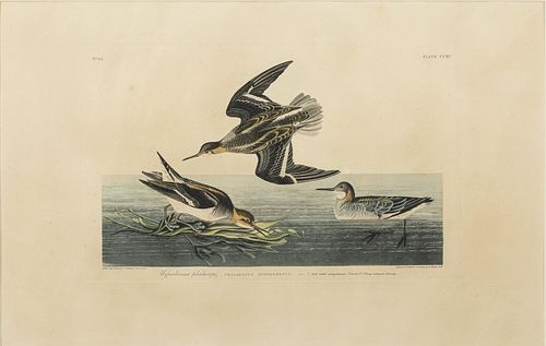 After J. J. Audubon, Hyperborean Phalarope, Havell