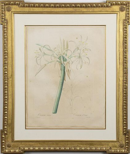 Pierre-Joseph Redoute Botanical Hand-Colored Engraving