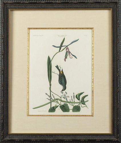 Mark Catesby, Yellow Rump, Hand Colored Engraving