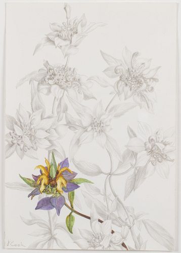 Jeanine Cook, Horse Mint, Silverpoint and Watercolor