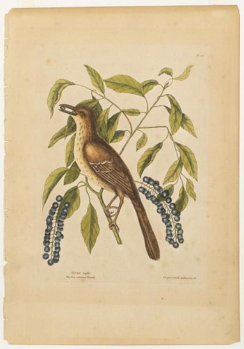 Mark Catesby, The Fox Colored Thrush, Engraving