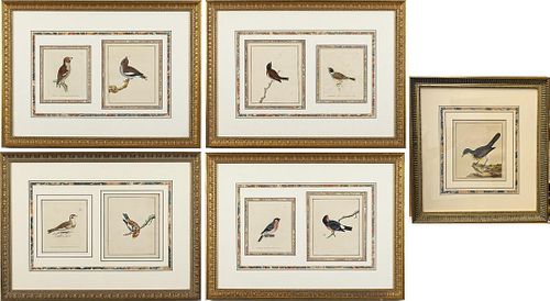 5 William Lewin Watercolors of Birds, c. 1793