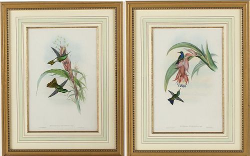 John Gould and HC Richter Hummingbirds