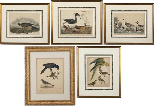 4 Alexander Wilson Bird Engravings and Another