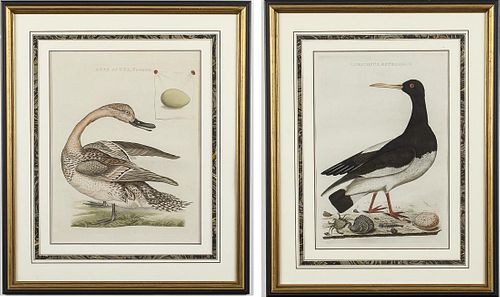 Cornelius Nozeman, 2 Bird Copper Plate Engravings