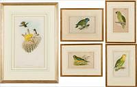 5654886: Gould and Richter Hummingbird Print, and 4 Small Parrot Prints EV1DO