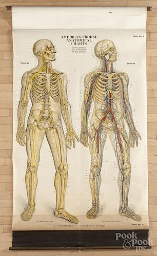 American Frohse Anatomical Chart, copyright 1918, plate 3 - chart 3a and 3b, A. J. Nystrom & Co.