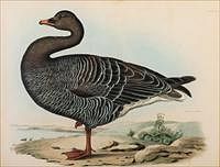 5493078: John Prideaux Selby (English, 1788-1867), Bean Goose, Plate XLII E8VDO
