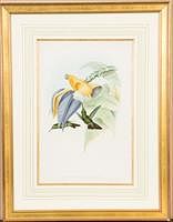 5085271: John Gould and H. C. Richter, Sombre Hummingbird
 (Banana Flower), Hand Colored Litho, 19th C EL2QO