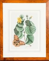 5085420: Mark Catesby (British, 1683-1749), Butterfly with
 Yellow Flower, Hand-Colored Engraving EL2QO